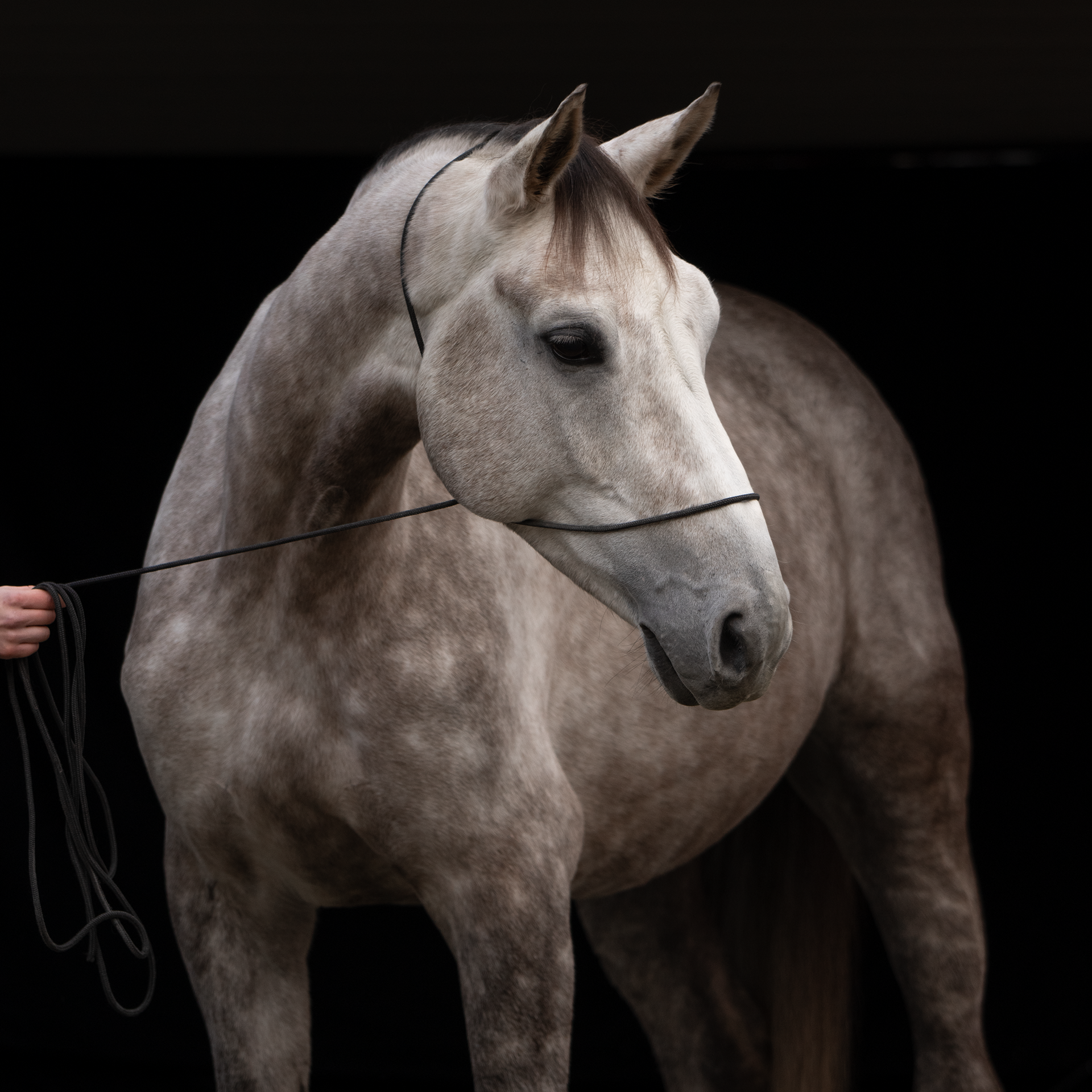 Grijs paard met zwart halster, naar links kijkend, donkere achtergrond.