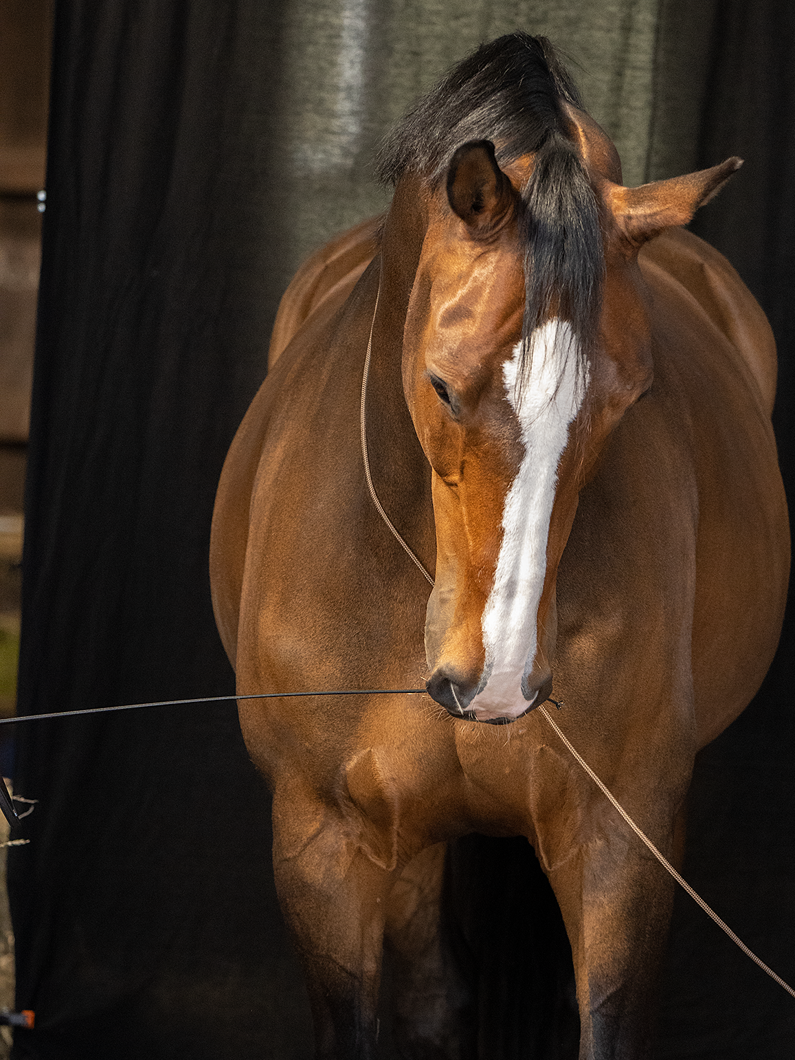 Bruin paard met witte bles, vastgebonden aan een touw, tegen een donkere achtergrond.