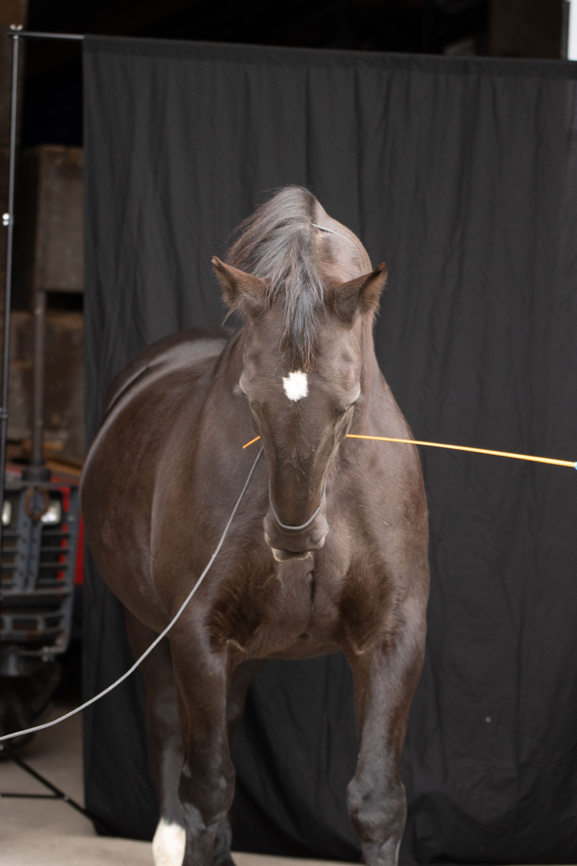 Een donkerbruin paard met een witte ster op zijn voorhoofd, staand voor een zwarte achtergrond.