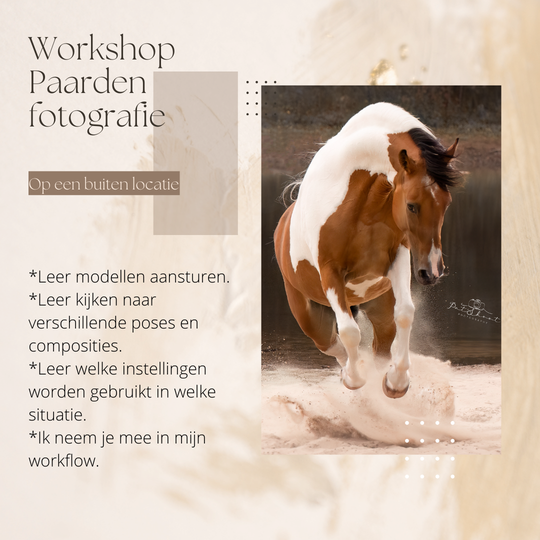 Workshop paardenfotografie Workshop Paardenfotografie-Paarden fotograferen-Paardenfotografie voor beginners-Paardenfotografie cursus