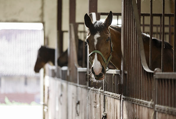 horse barn building material michigan