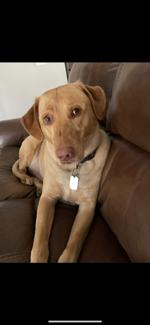Lake City Auto Repair Dog