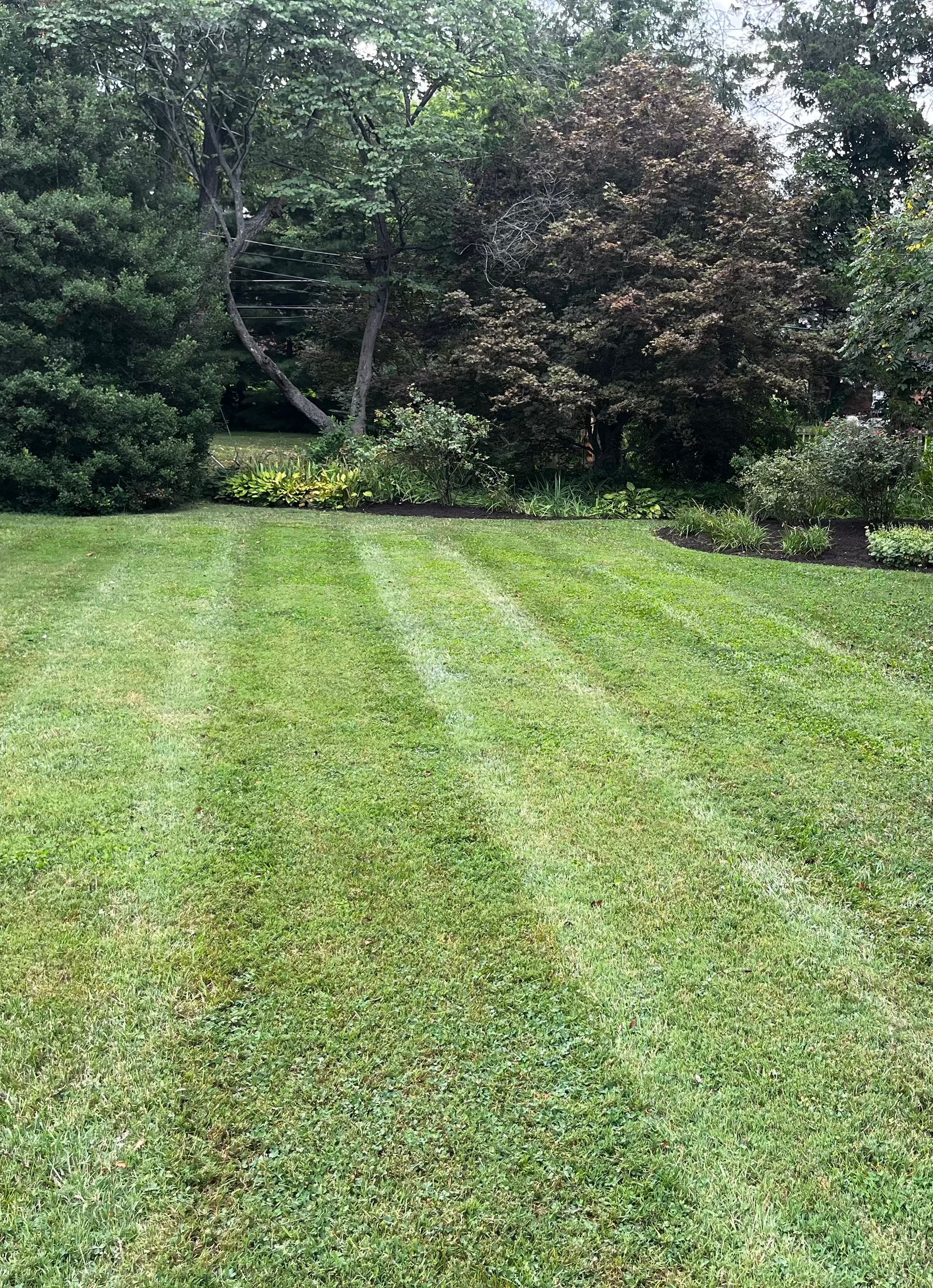 Lawn with striped mowing pattern, brick house in background, sunny day.