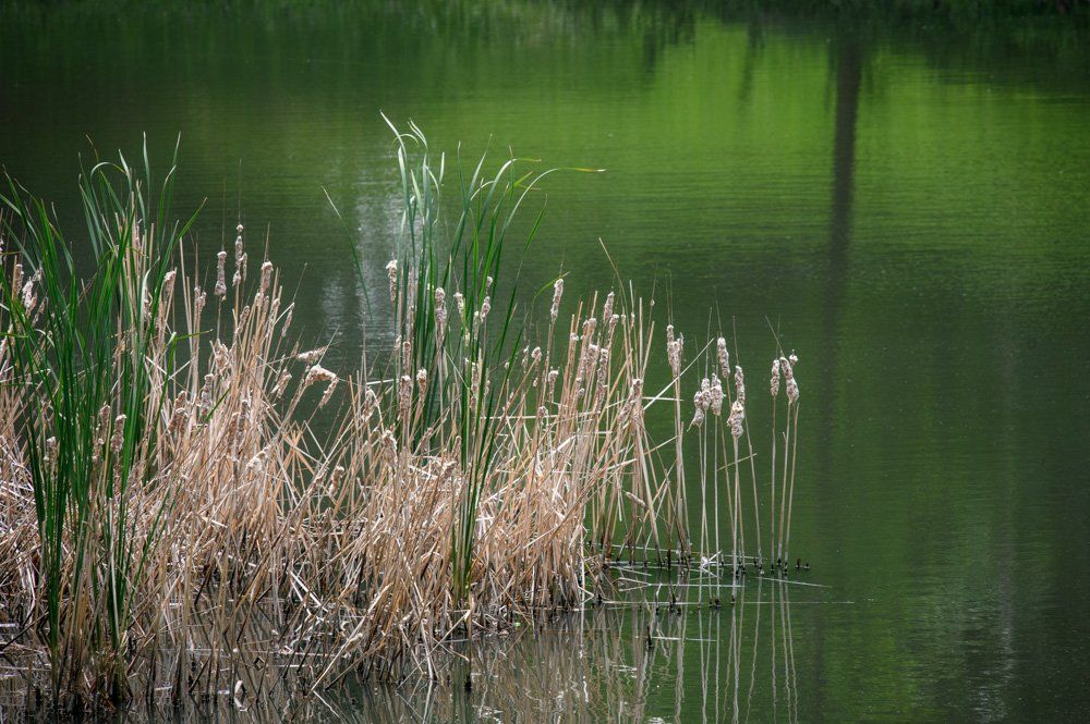 tall ornamental grass is growing on the shore of a pond .