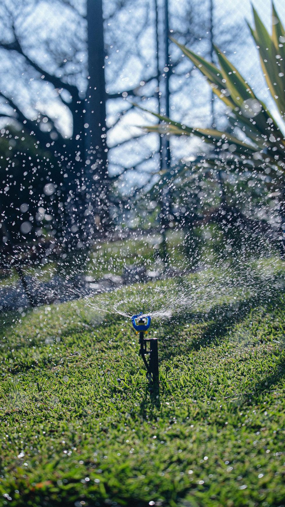 Un irrigatore spruzza acqua su un prato verde e soleggiato con alberi sullo sfondo.