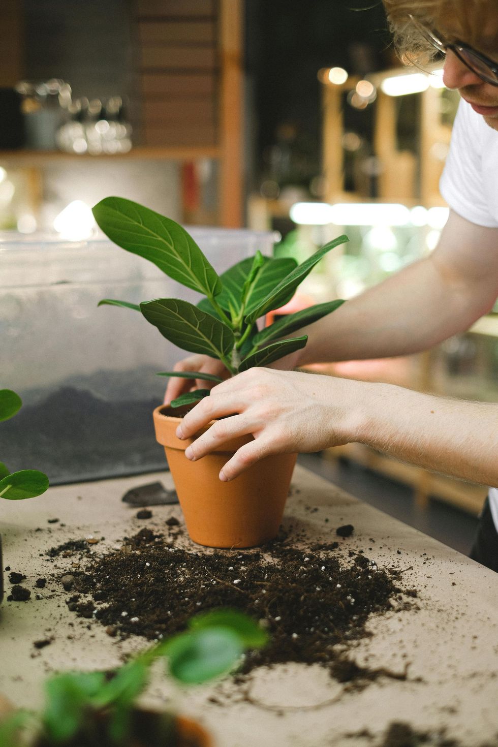 Una persona rinvasa una pianta d'appartamento verde in un vaso di terracotta su un banco da lavoro.