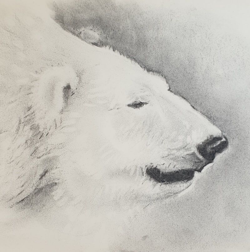 IJsbeerkop in houtskool -  Joyce van Paassen Art 2021 ©