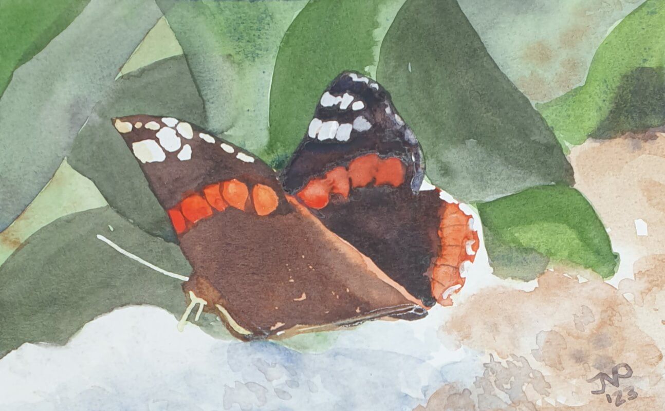 Atalanta, Admiraalvlinder, aquarel - Joyce van Paassen Art 2023 ©