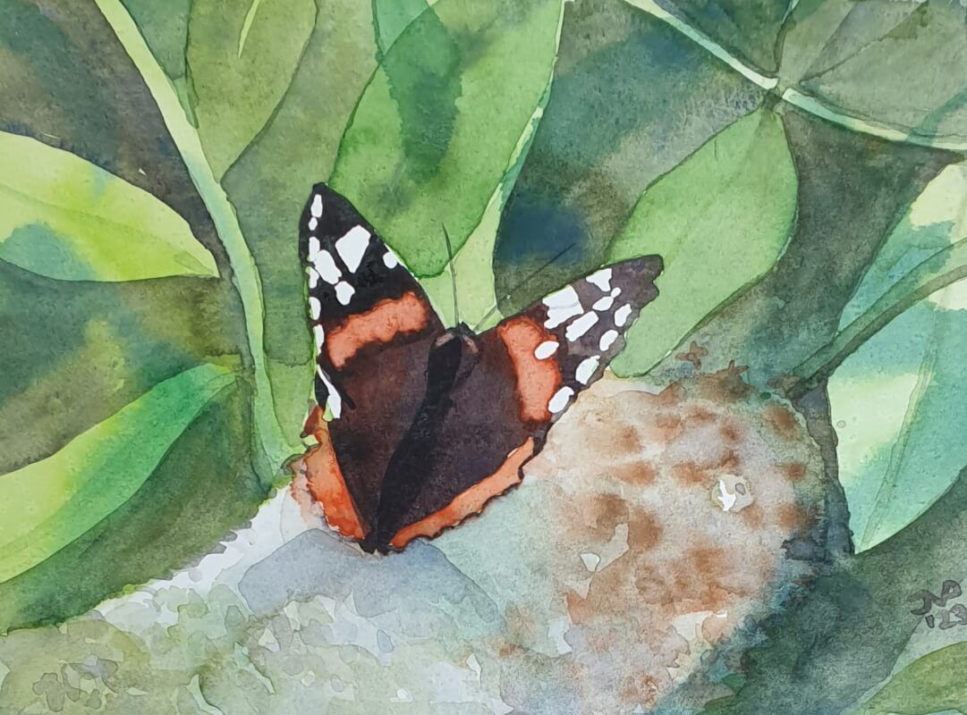 Atalanta, Admiraalvlinder, aquarel Joyce van Paassen Art 2023 ©
