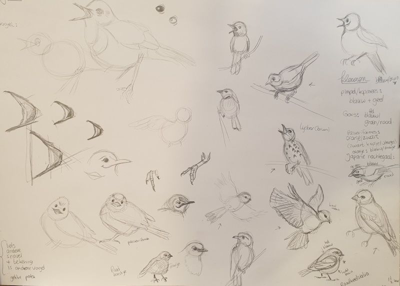 Eerste schetsen om te onderzoeken hoe vogeltjes in elkaar zitten
