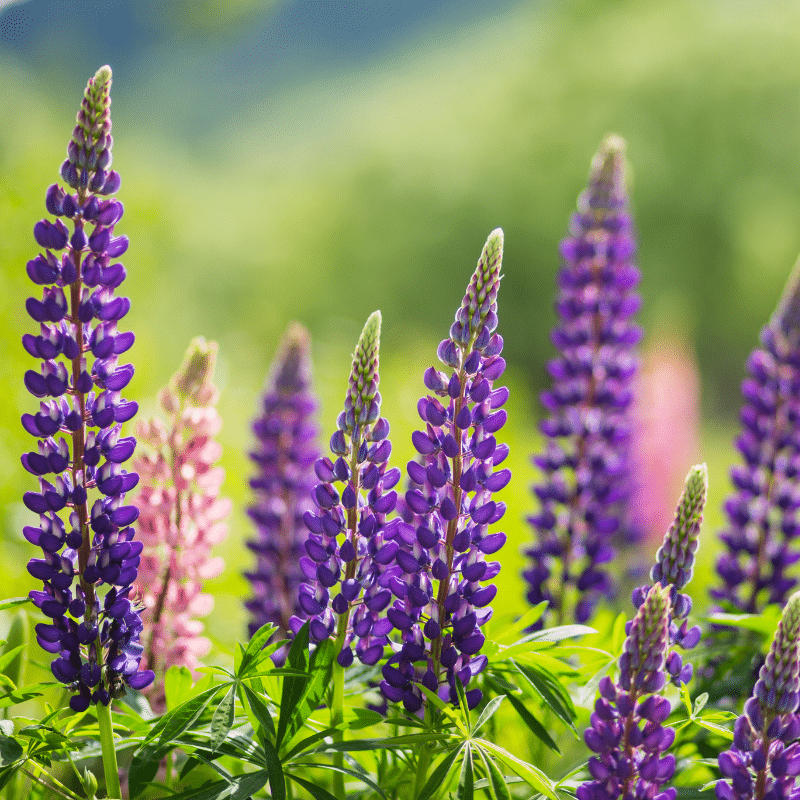 Garden Center Carlton MN The Green House
