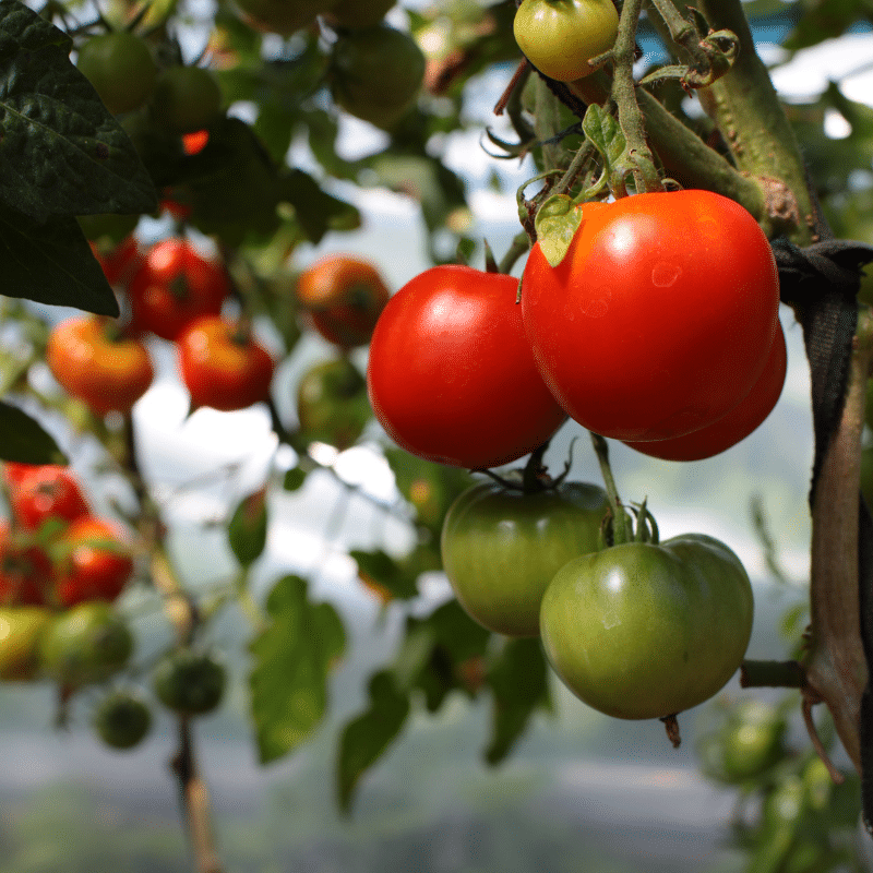 Garden Center Carlton MN The Green House