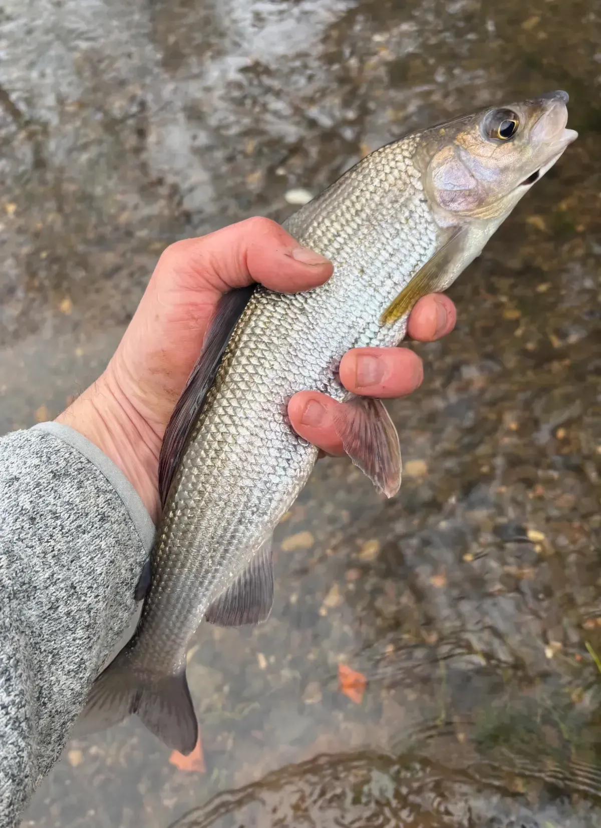 A person holding a grayling fish in a stream. Fish has a large dorsal fin and orange-tipped tail.