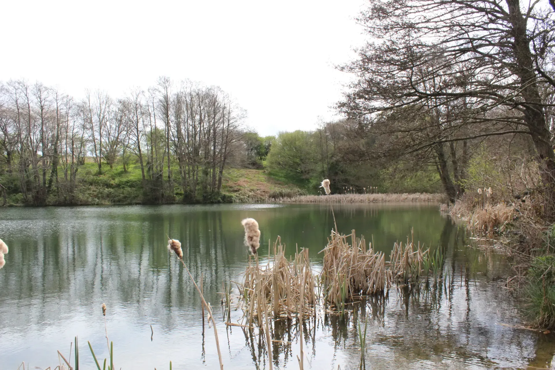 Calm lake surrounded by trees and reeds on a cloudy day.