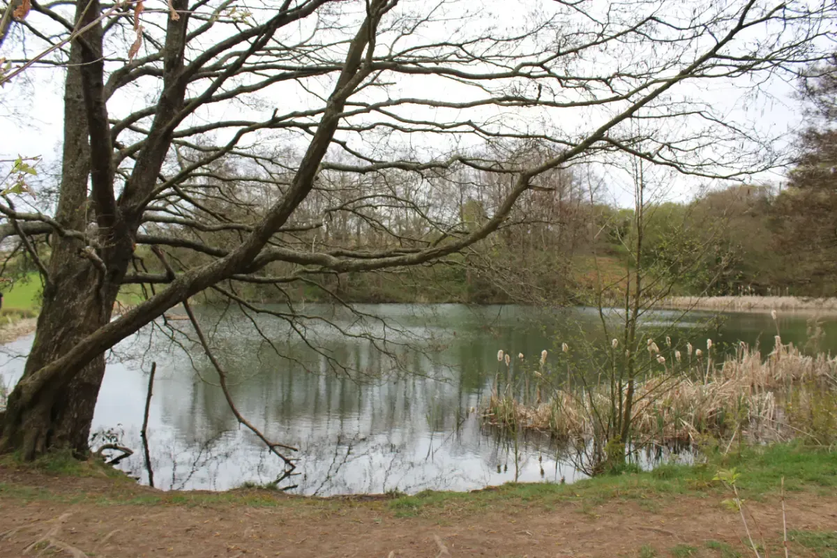 A lake surrounded by trees and reeds, with a large tree in the foreground. Overcast sky.