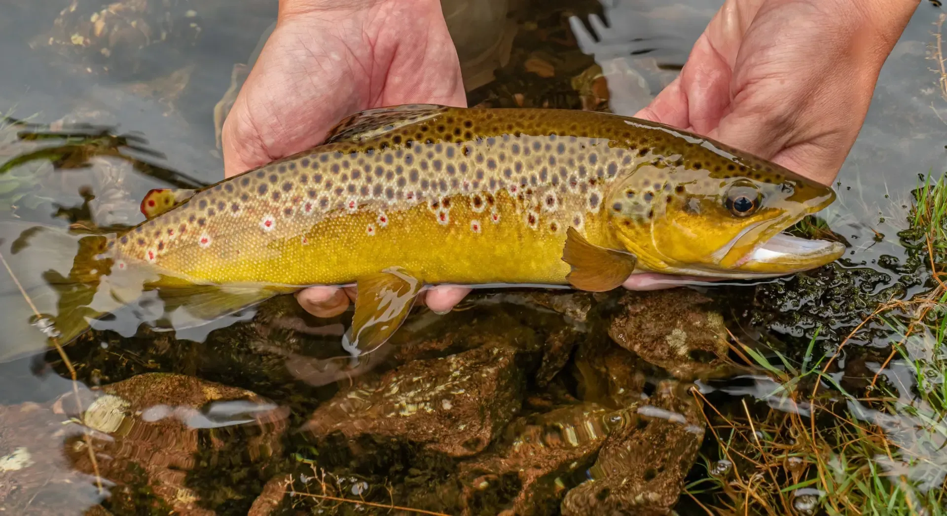 Brown trout held in hands over water. Trout has brown spots and yellow belly.