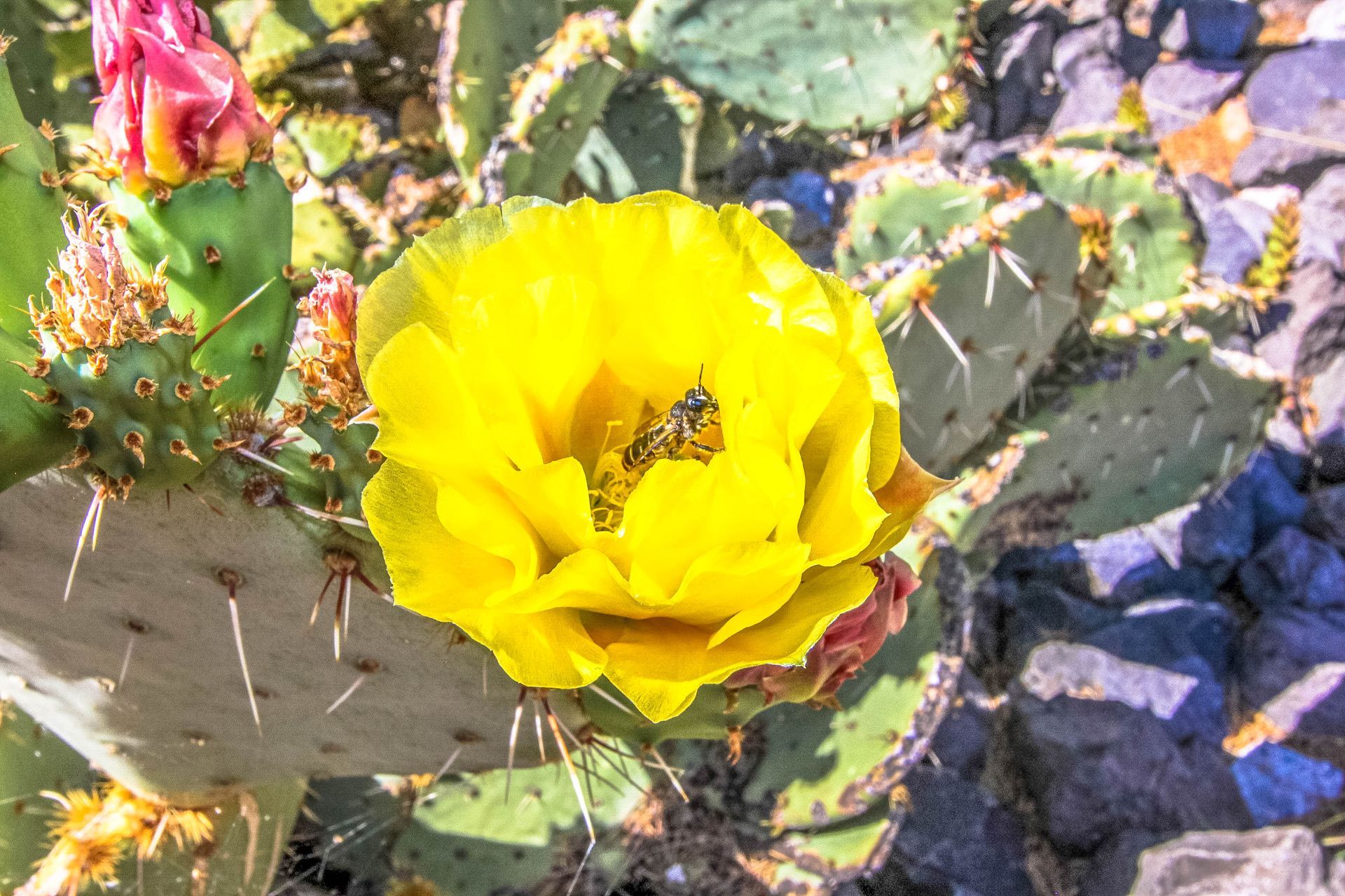 A close up of a yellow flower on a cactus.