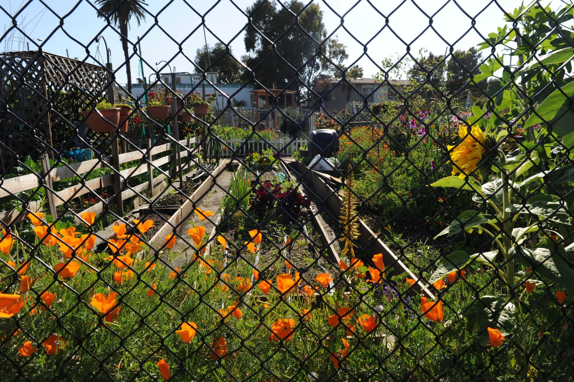 Community Garden — Rochester, WA — Chehalis Fencing Inc