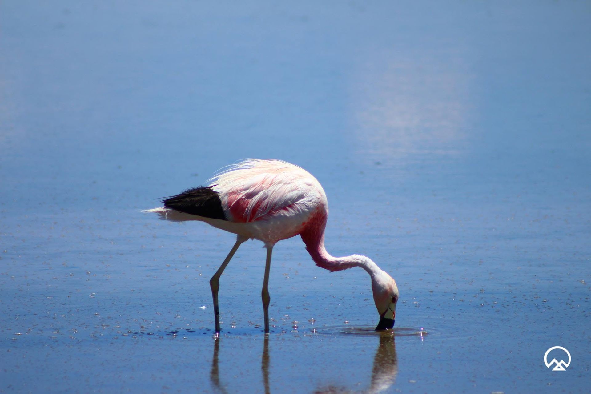 Un flamenco vadeando en aguas poco profundas y azules, con la cabeza sumergida mientras se alimenta