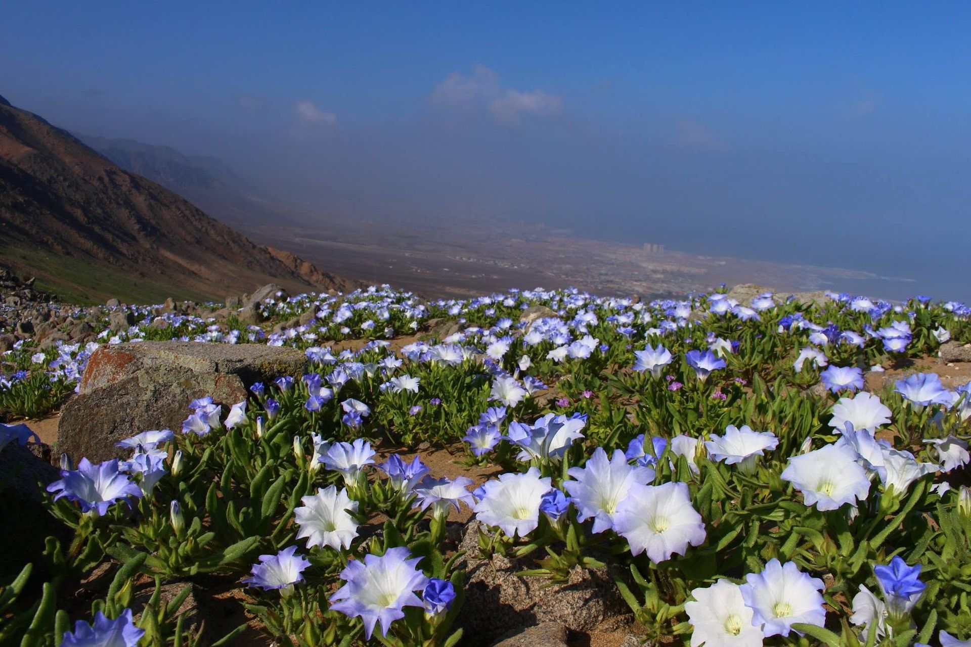 Flores silvestres blancas floreciendo en un prado de montaña bajo un cielo azul