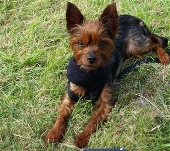 Red legged Yorkshire Terrier