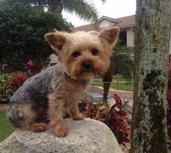 Large Yorkshire Terrier, 6 pounds at 4 months old