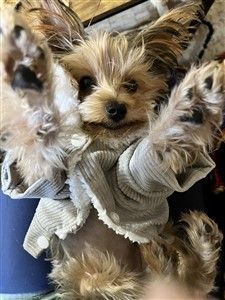 cute 8 month old Yorkie