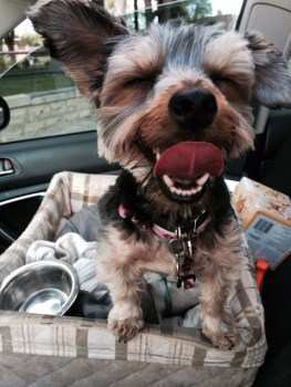 Cute Yorkie puppy