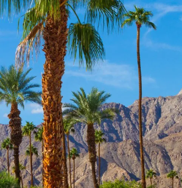 A row of palm trees with mountains in the background