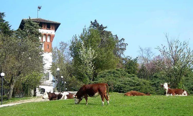 mucche al pascolo