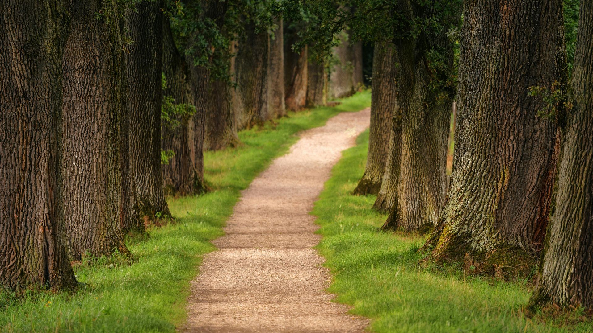 image of path curving between trees flanked by grass verges