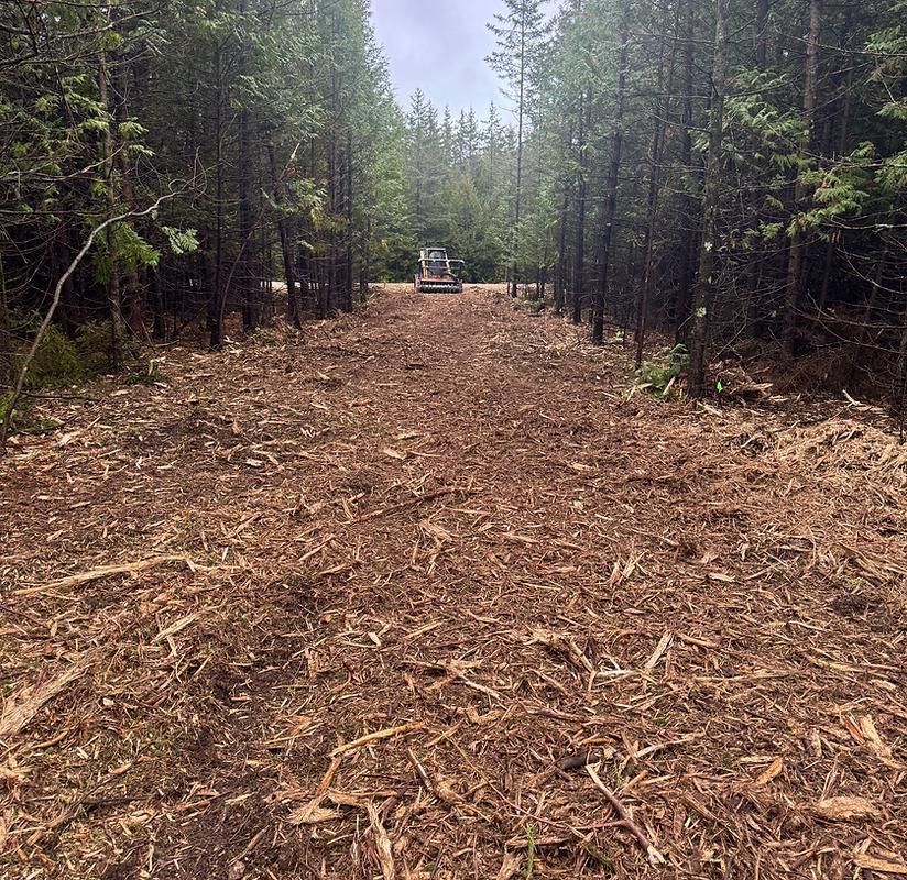 Freshly cleared forest trail lined with tall pine trees, with a small vehicle in the distance.