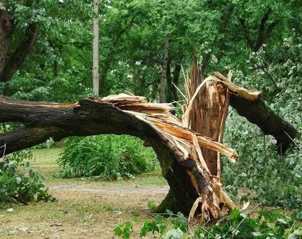 Uprooted split tree trunk in a green park or forest after storm damage
