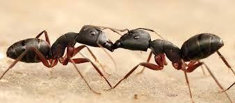 Ants Control Oklahoma City, OK