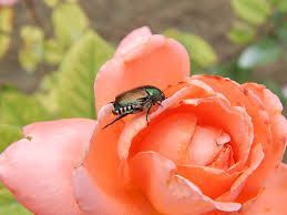 Beetles Pest Services Company Oklahoma City, OK