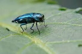 Beetles Pest Control Oklahoma City, OK