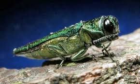 Beetle Pest Services Oklahoma City, OK