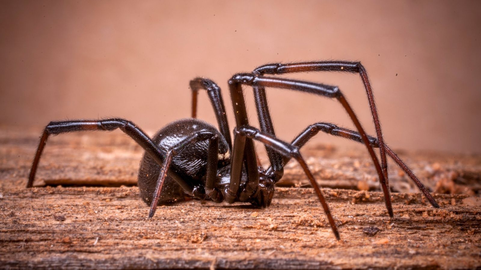 Spiders Control Oklahoma City, OK