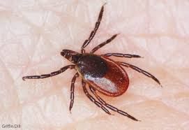Ticks Pest Control Services Oklahoma City, OK