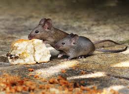 Mice Control Services Oklahoma City, OK