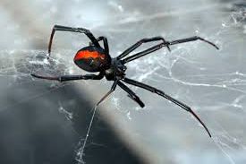 Spiders Pest Control Services