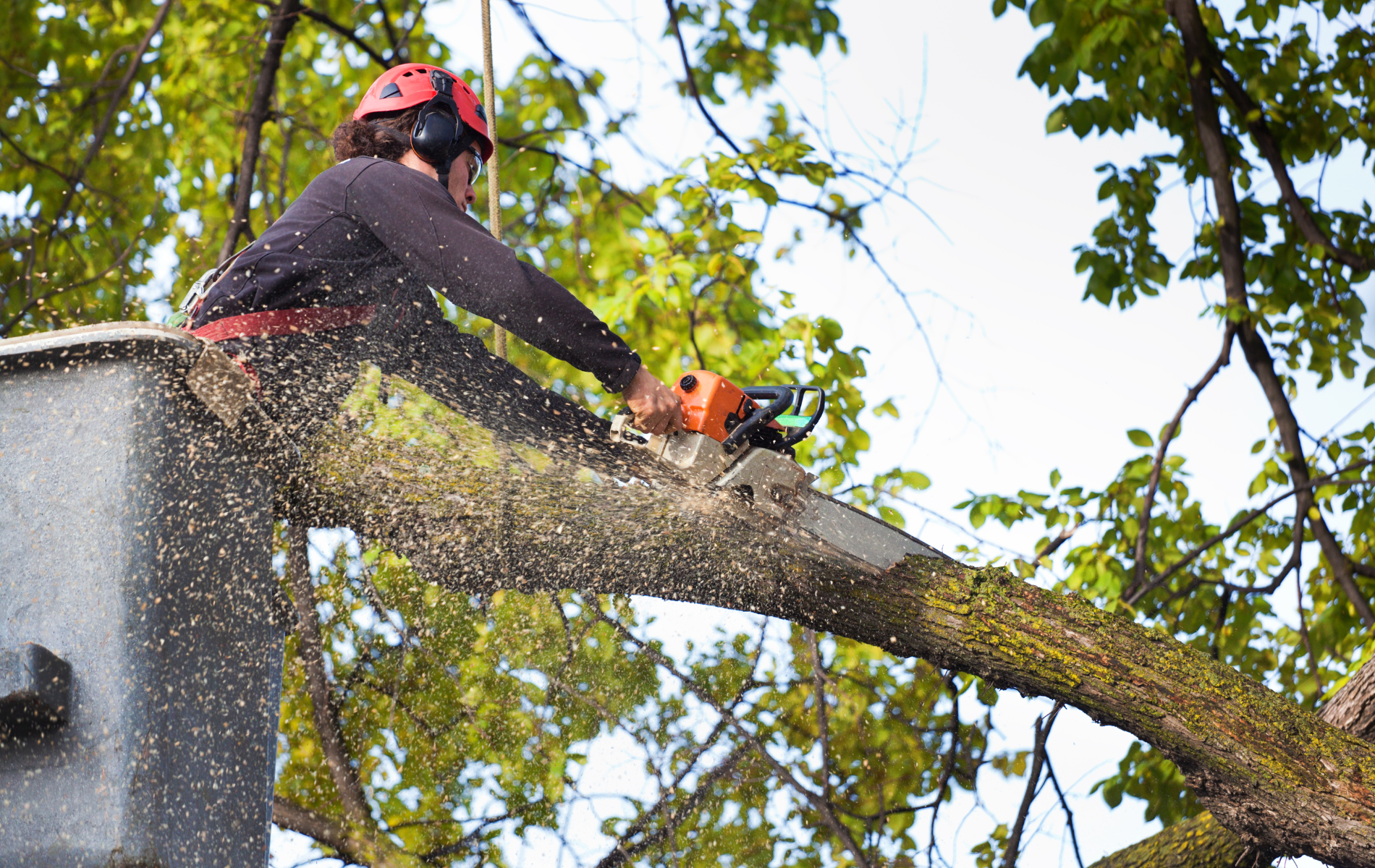 Arborist in safety gear using a chainsaw to cut a large tree branch overhead
