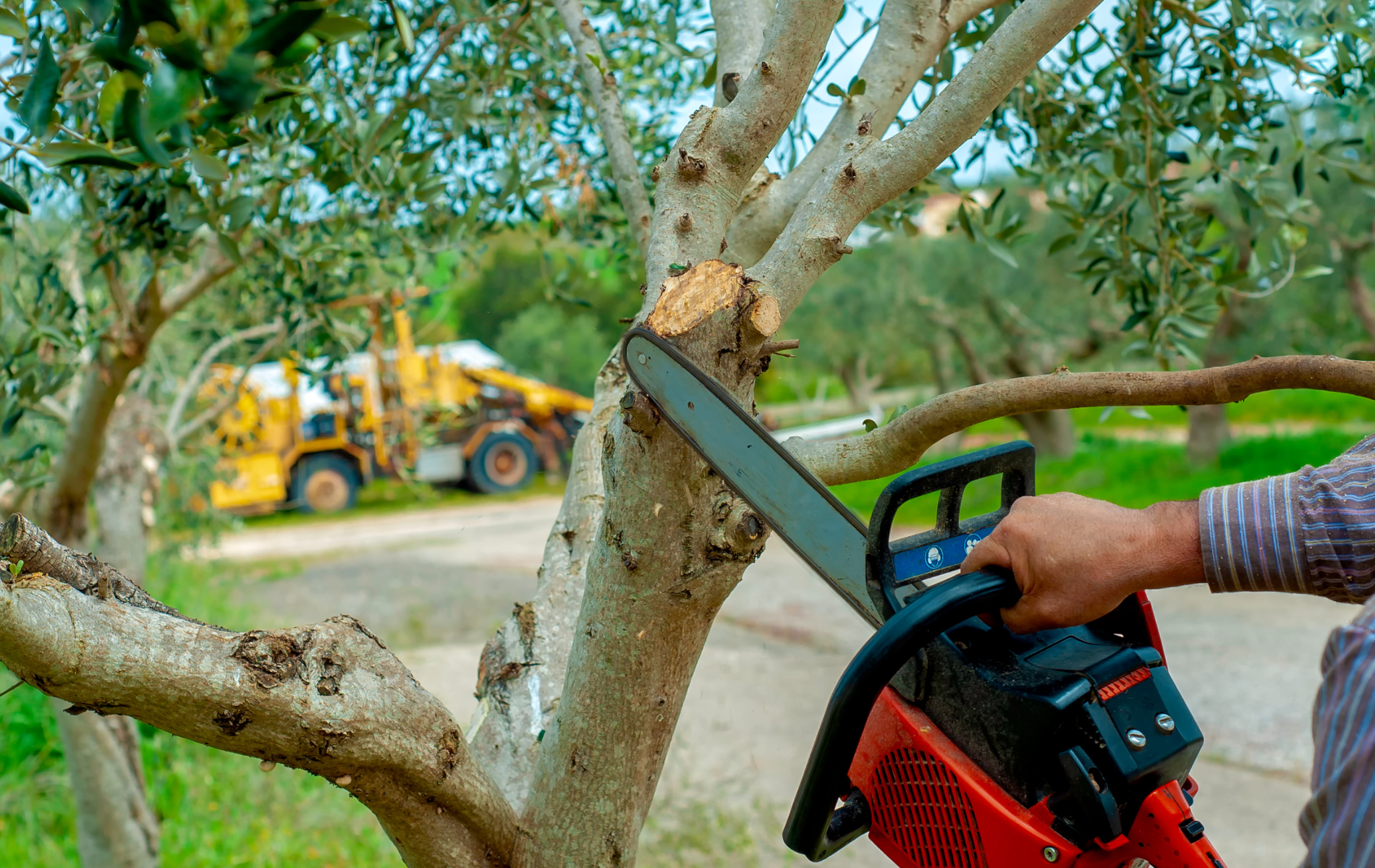 Person using a red chainsaw to cut a tree branch, with a yellow backhoe in the background