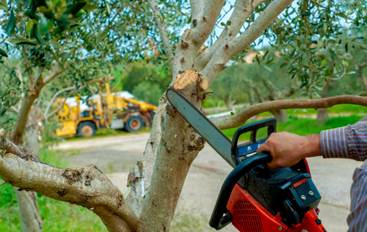 Person cutting a tree branch with a chainsaw in an orchard, with a yellow loader in the background