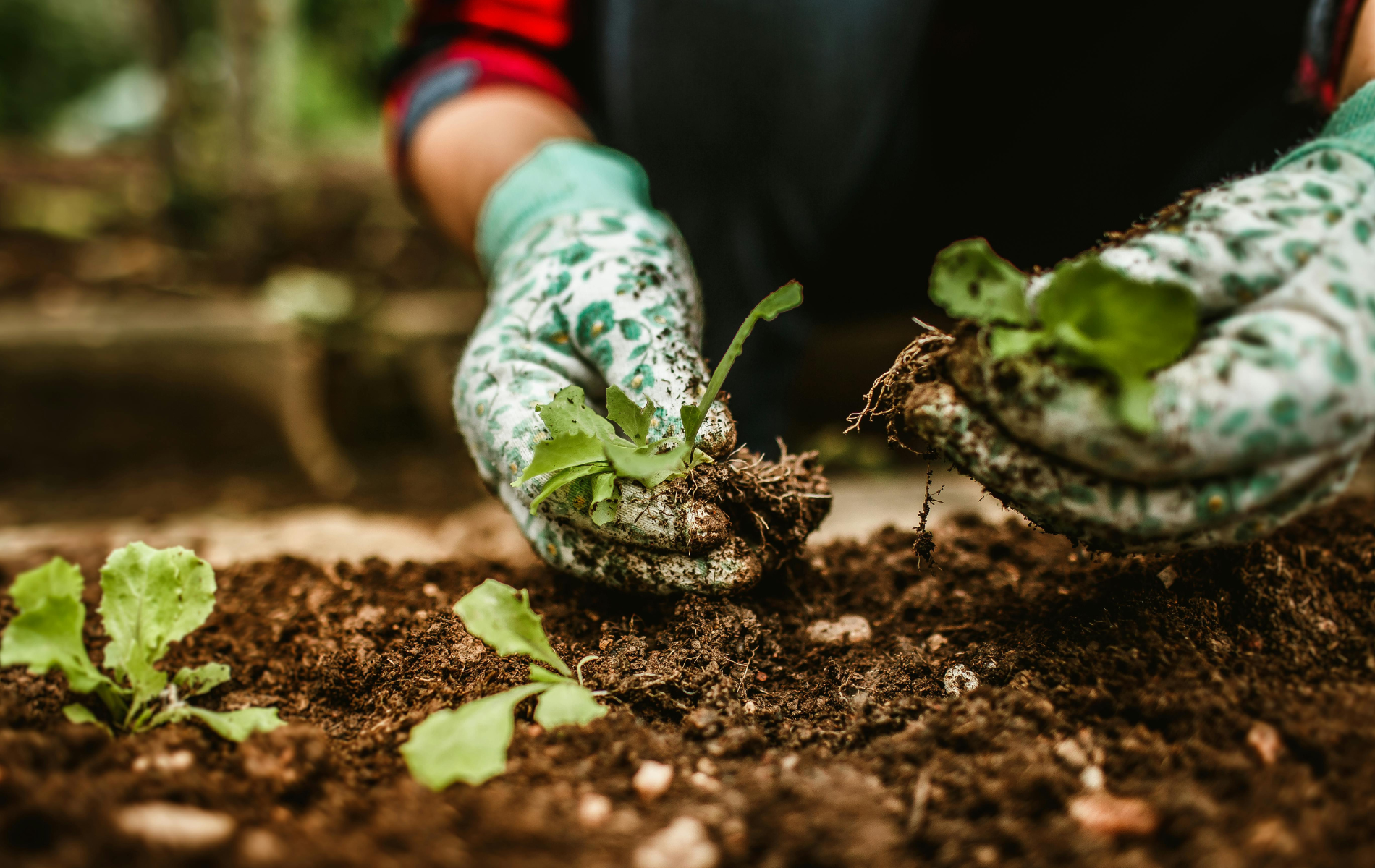 Gloved hands planting a small seedling in rich soil in a garden bed