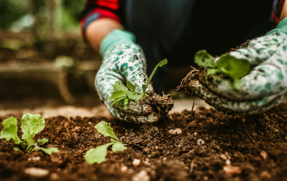 Gloved hands planting a small seedling in rich garden soil