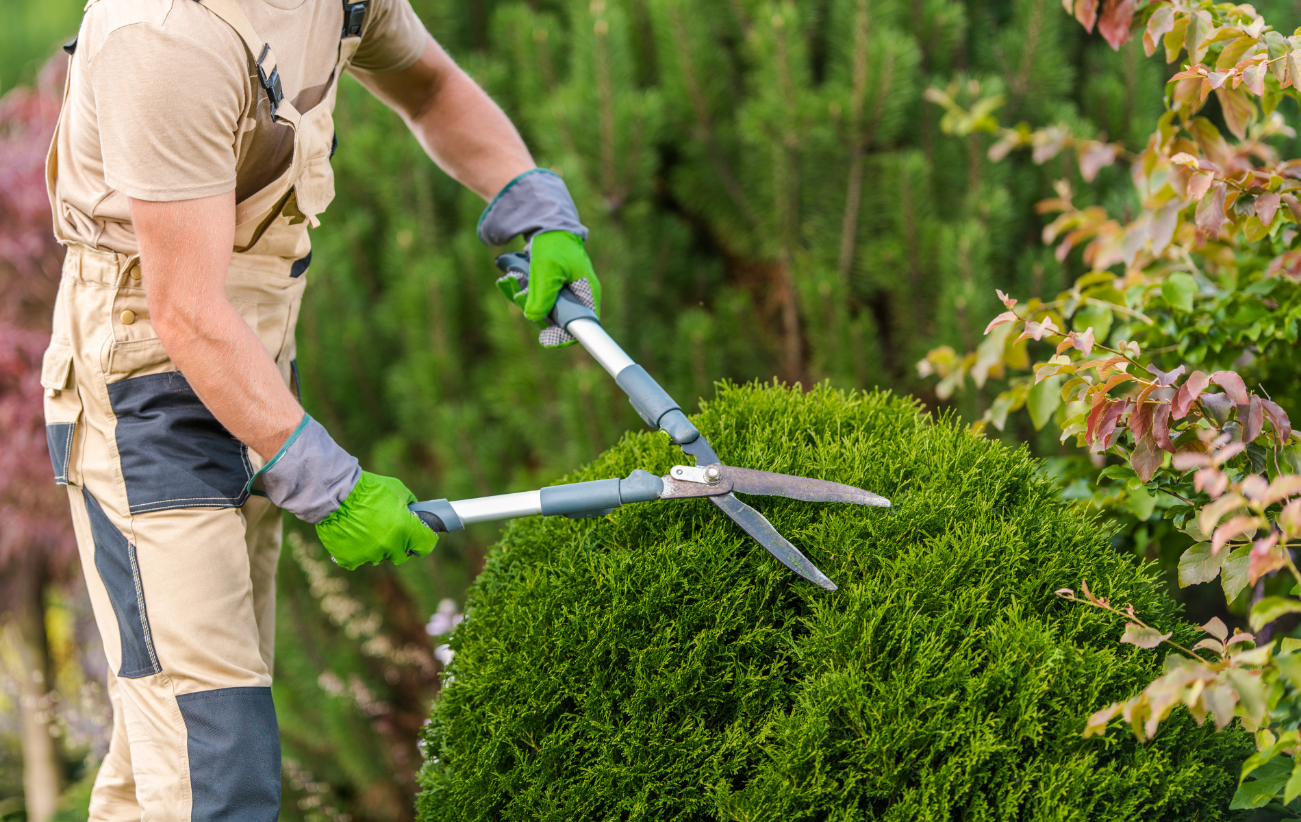 Person trimming a green hedge with garden shears in a landscaped garden