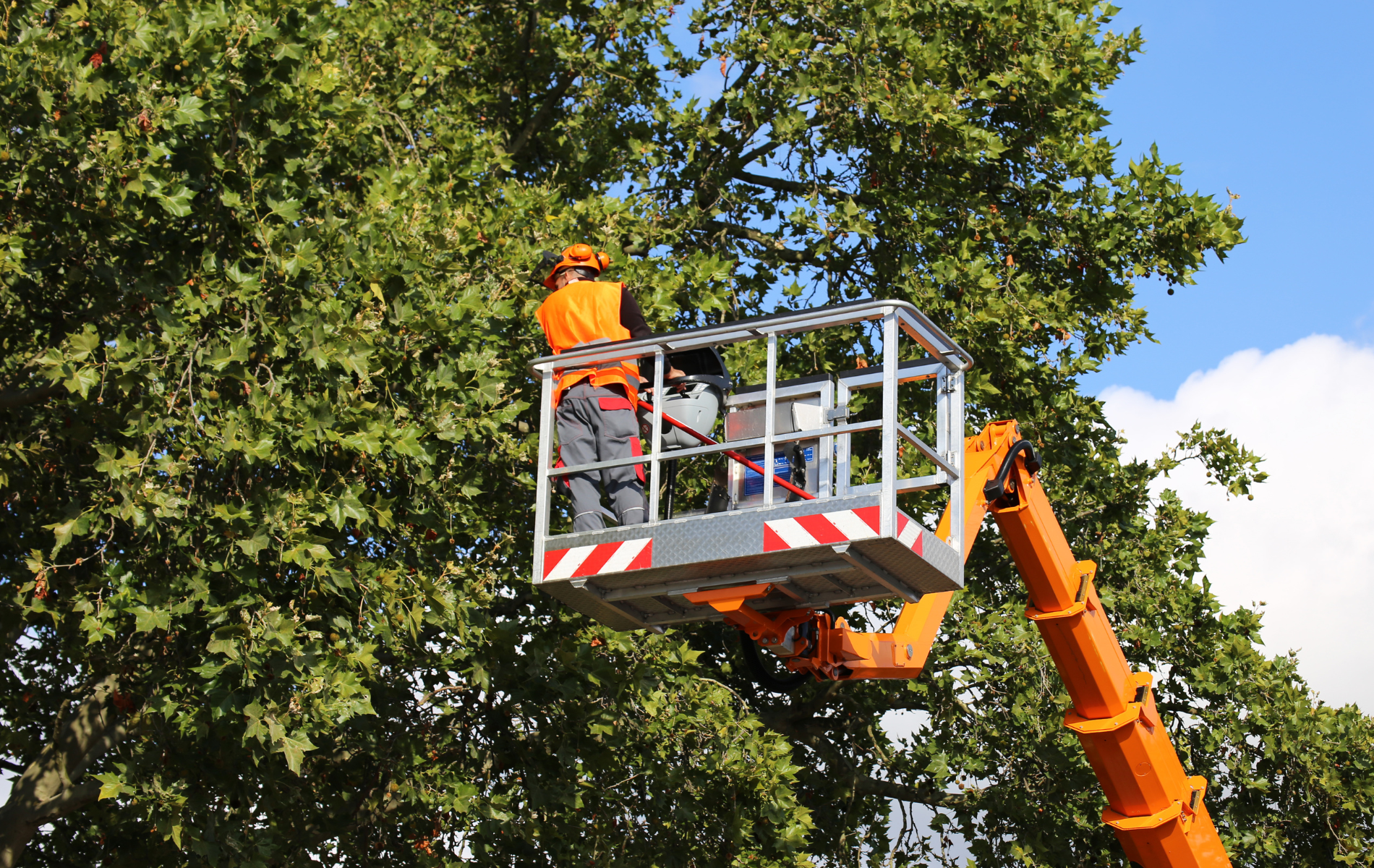 Workers in an orange lift trimming a tree beside a blue sky