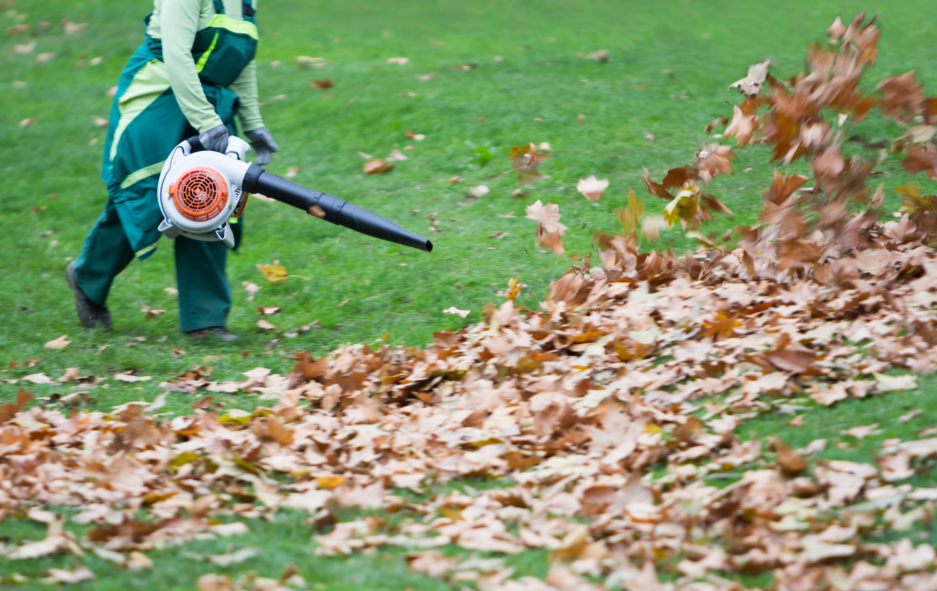 Person using a backpack leaf blower to clear dry leaves on a grassy lawn