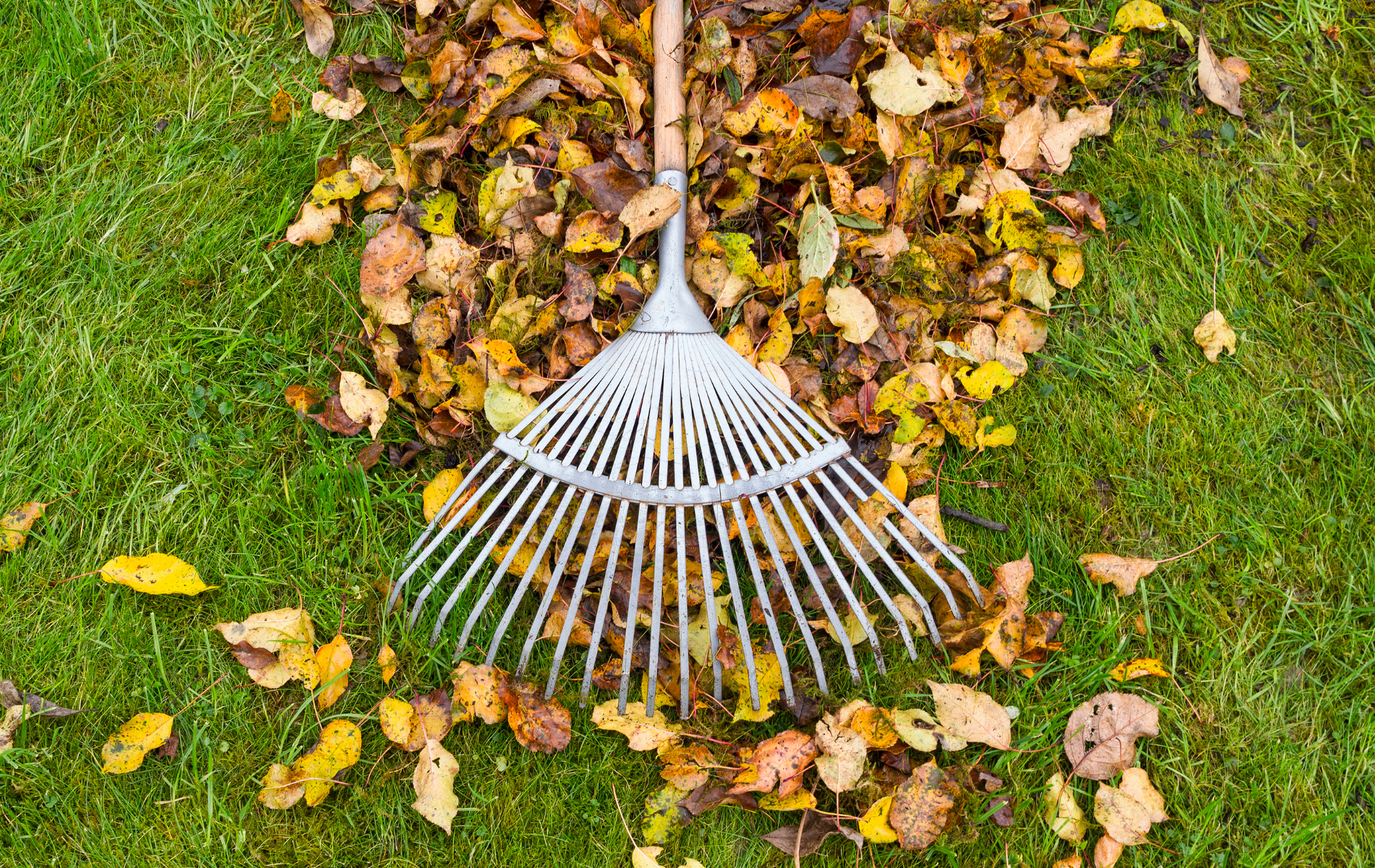 Metal rake in green grass, gathering fallen autumn leaves into a pile